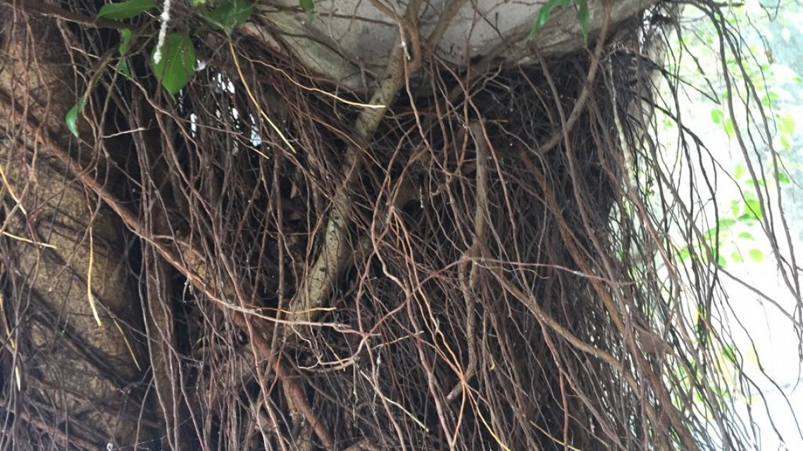 Por crecimiento en desorden, problemática de viviendas abandonadas: Asociación de Arquitectos