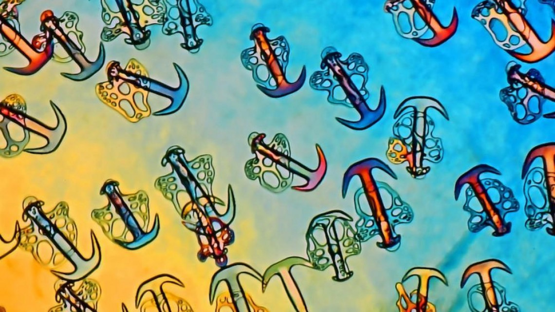 Estas microscópicas imágenes te sorprenderán