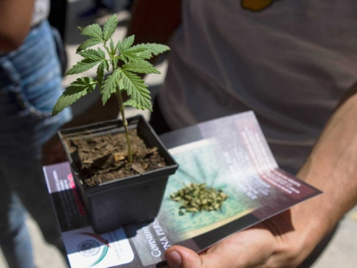 Descartan comercialización de semillas de mariguana