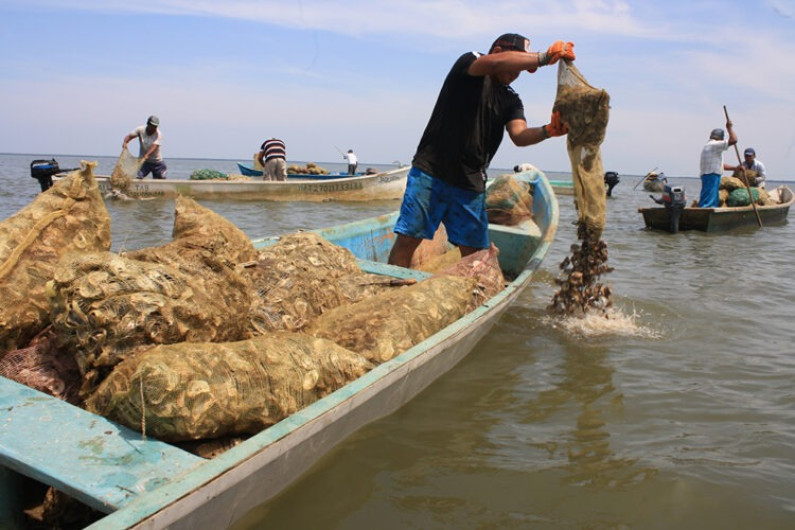 Cambian al cultivo de ostión 140 pescadores del Poblado Higuerillas