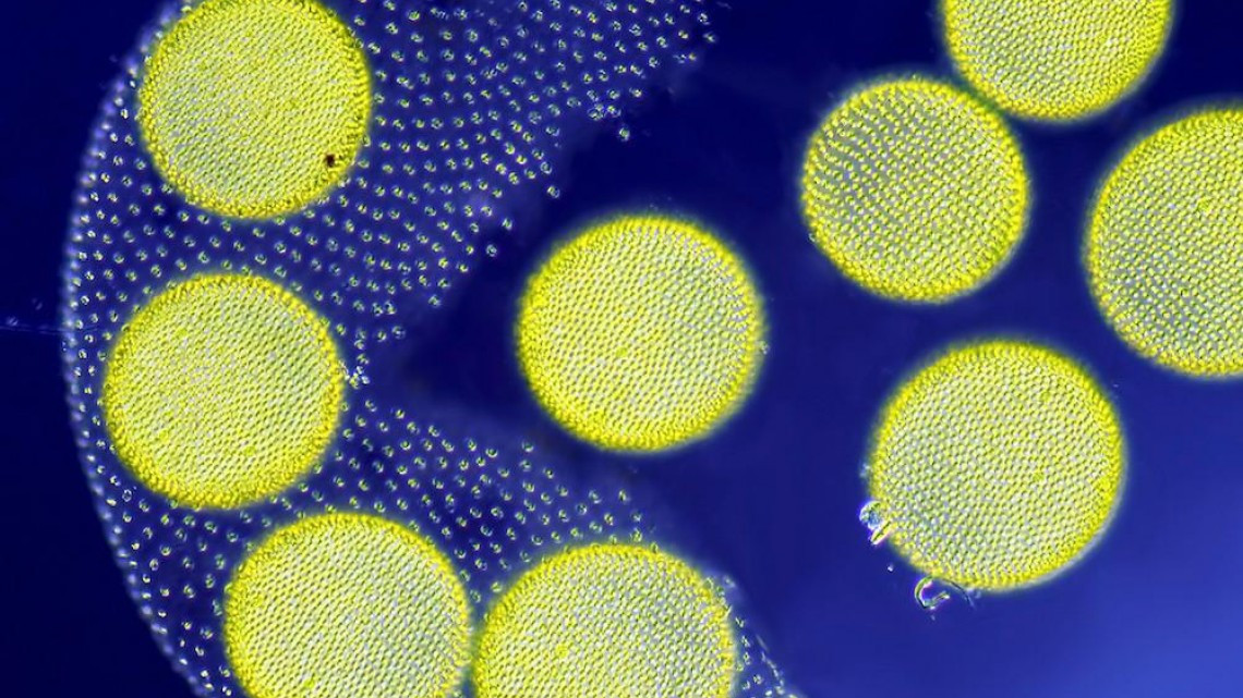 Estas microscópicas imágenes te sorprenderán