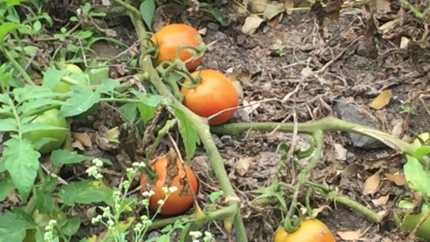 Campo externa preocupación por contaminación
