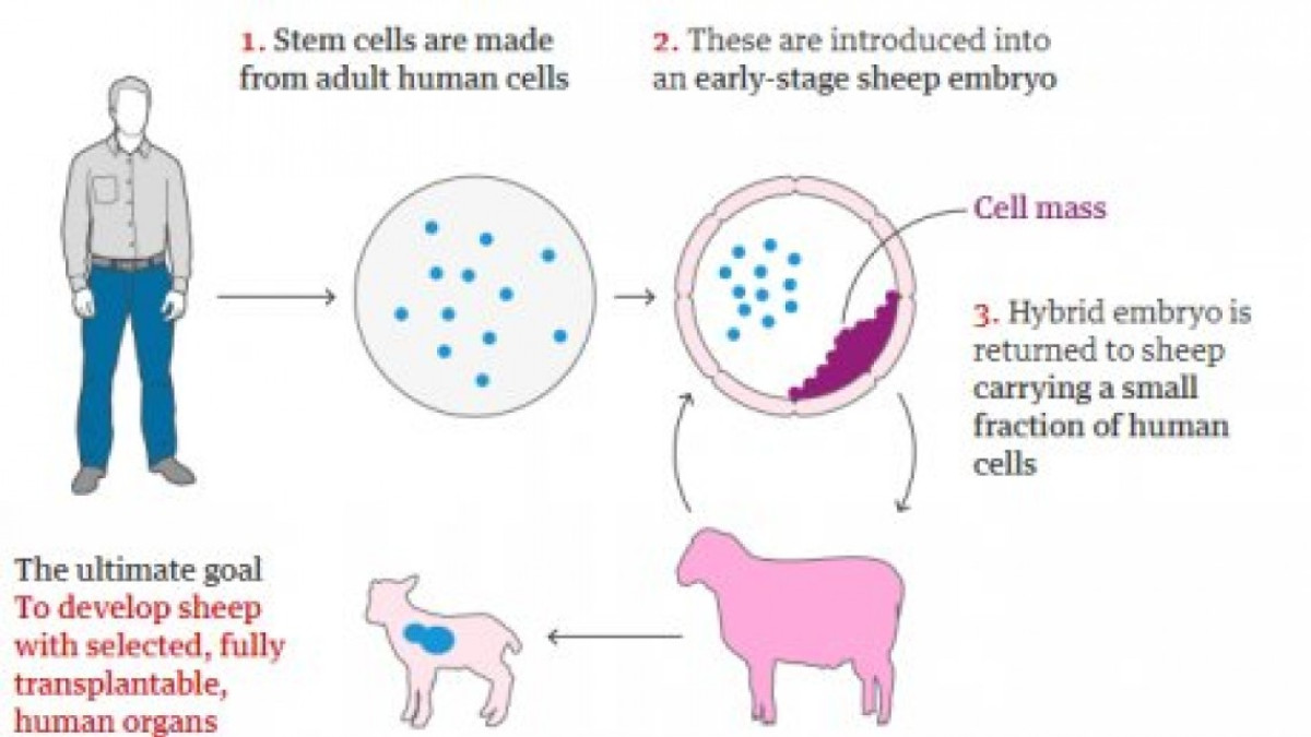 Logran el primer híbrido humano-oveja