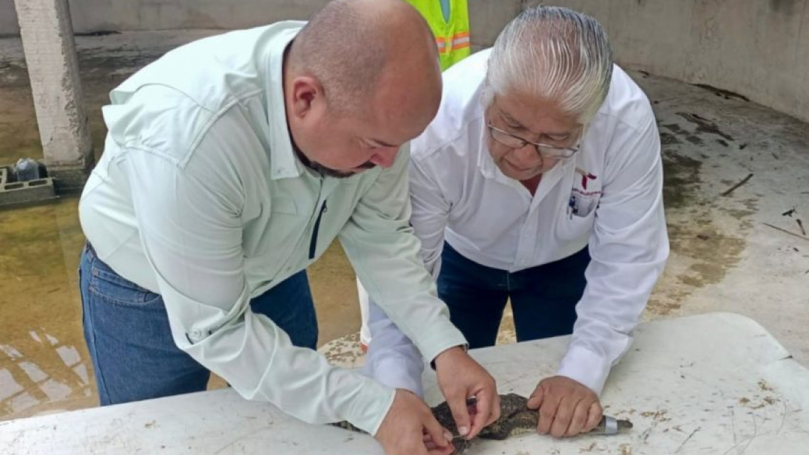 Fortalece Tamaulipas capacitación para manejo de cocodrilos