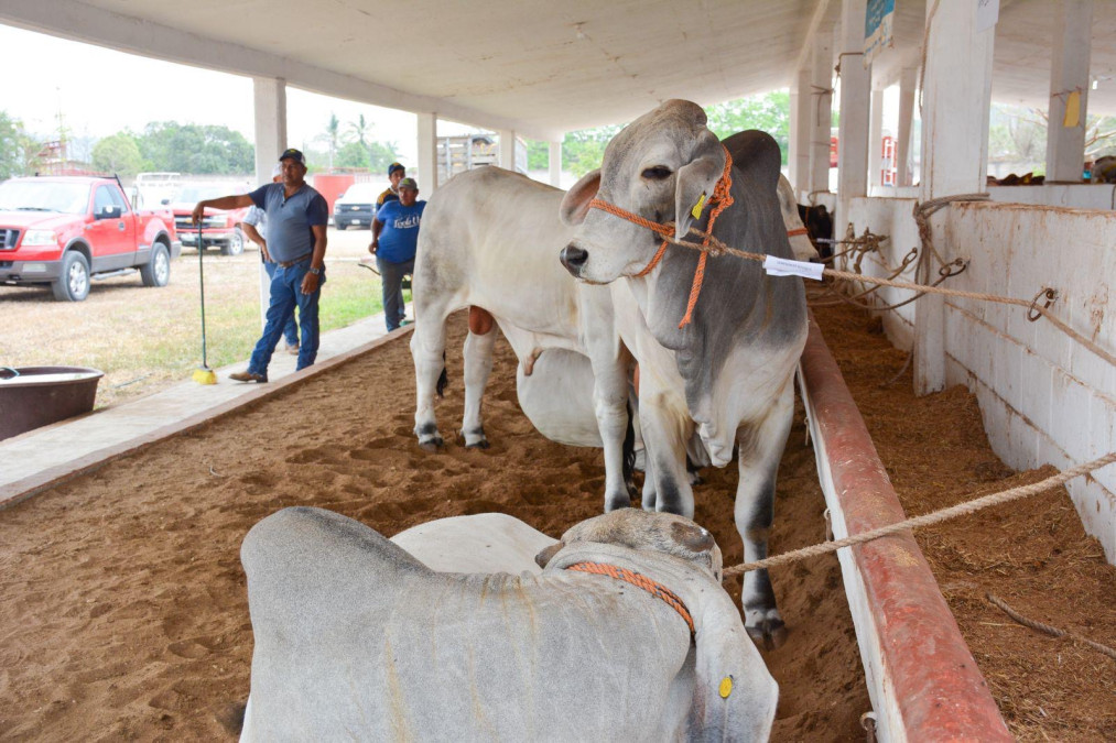 Llevan Programa de Mejoramiento Genético al municipio de Aldama