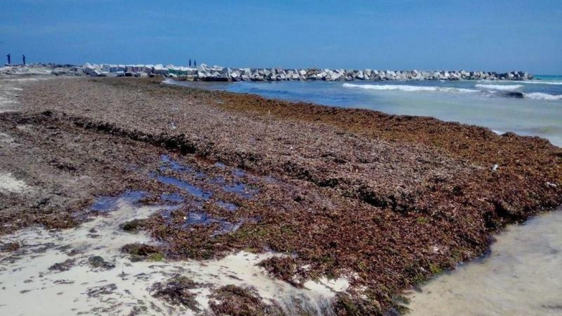 Continua sargazo en costas mexicanas, prevén aumento