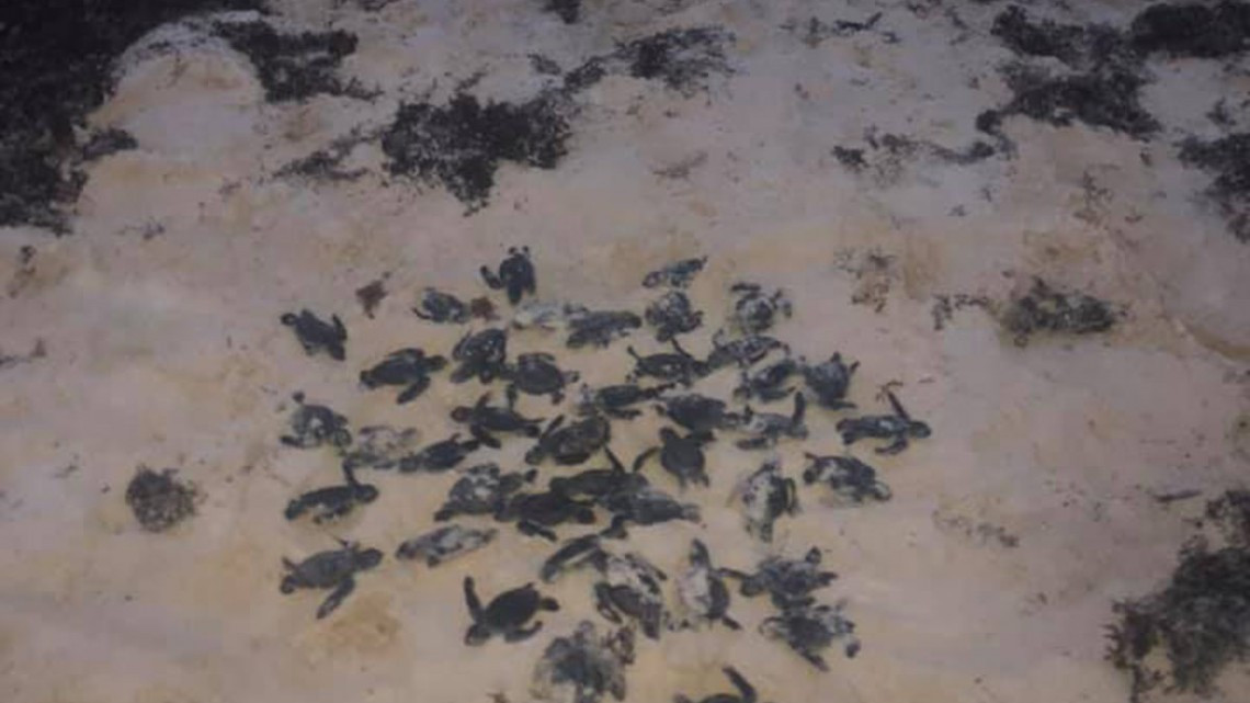 Sargazo provoca muerte de tortugas