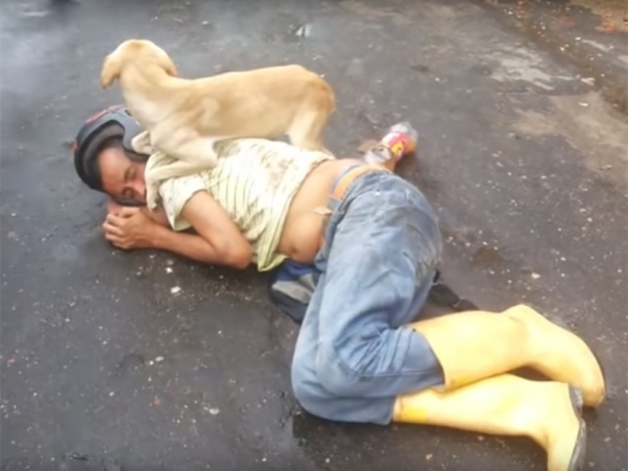 Can cuida a su dueño aún estando borracho