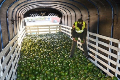 Chofer que circulaba con 11 mil kg de aguacate fue detenido