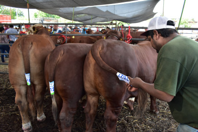 Con genética probada se fortalecerá el hato ganadero de San Fernando