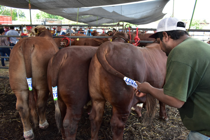 Con genética probada se fortalecerá el hato ganadero de San Fernando