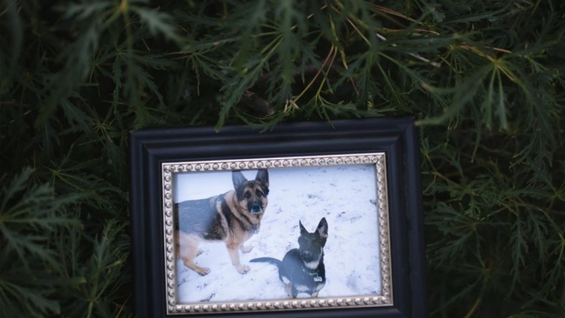 Fallece Buddy, primer perro en Estados Unidos en dar positivo a COVID-19 