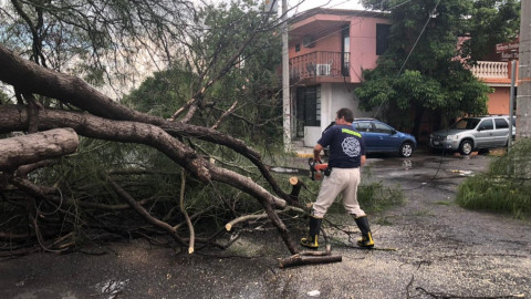 Fuerte lluvia deja 14 árboles caídos en Victoria
