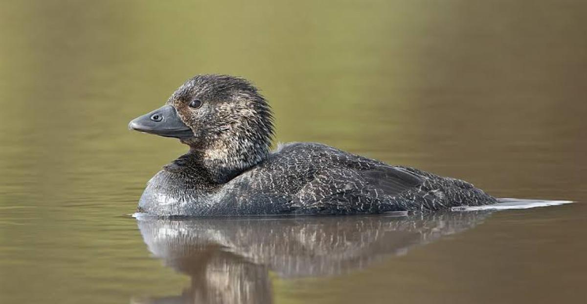 Pato almizclero australiano aprende a imitar sonidos e insultar
