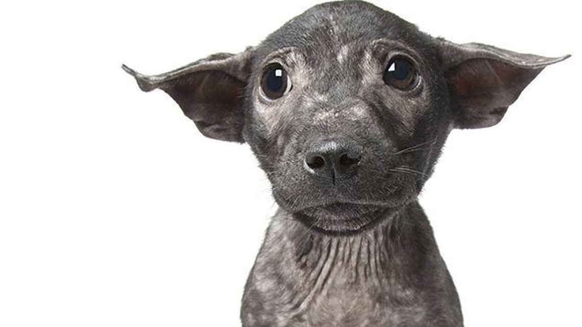 La perfección de los imperfectos