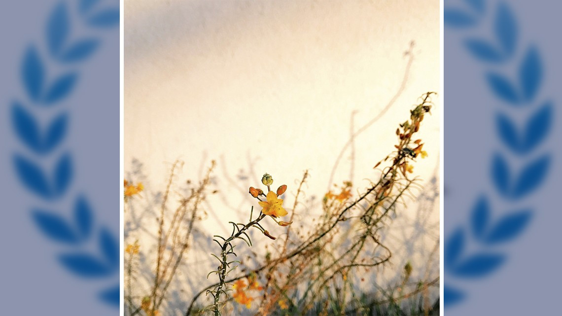 Te presentamos a los ganadores del concurso de foto de Apple 2018