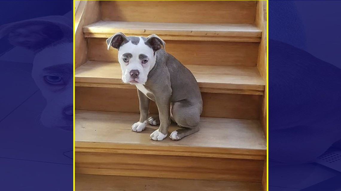 La perrita más "triste" de Internet