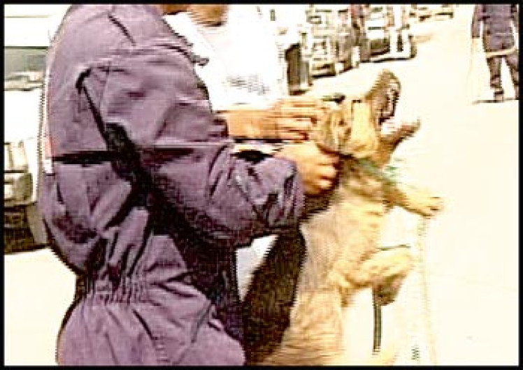 PGJ y Propaem investigan cacería de caninos callejeros 