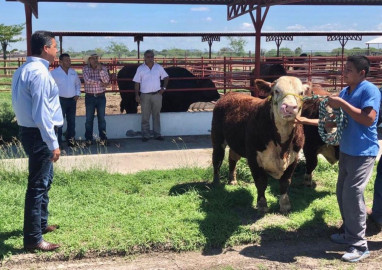 Impulsa Tamaulipas programa de mejoramiento genético