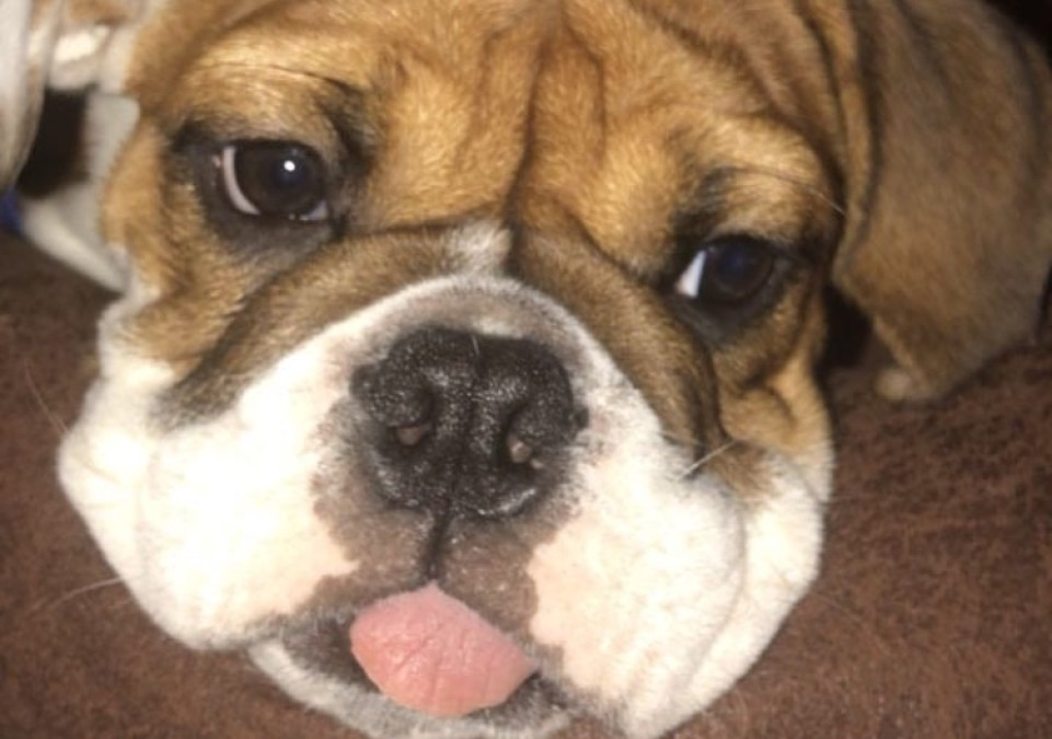 Conoce a “Toñito el Bulldog”