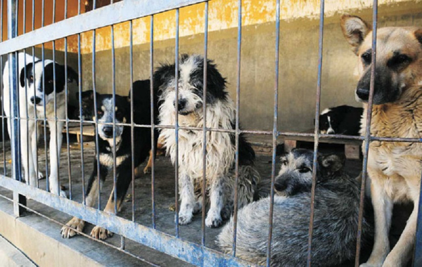 Exigen la destitución de jefe antirrábico