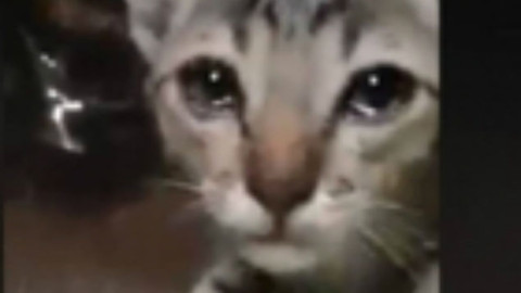 Y así luce un gato agradecido al darle comida