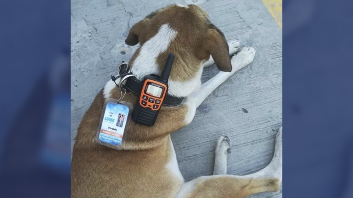 Conoce a Firulais, el perrito guardián de Transpaís en Reynosa