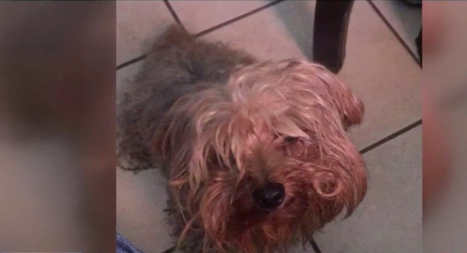 Niño autista busca a su mascota extraviada