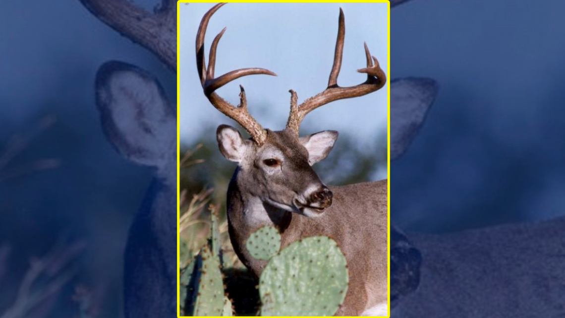 Presentan 1° Torneo Cinegético “El Gran 8” en frontera norte de Tamaulipas