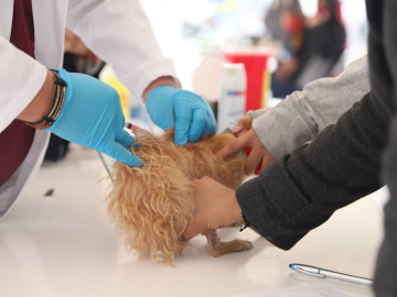 Municipio realiza extensa campaña de salud animal