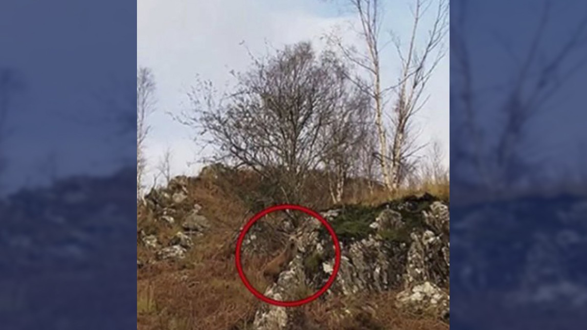  ¿Logras localizar al ciervo en esta foto?