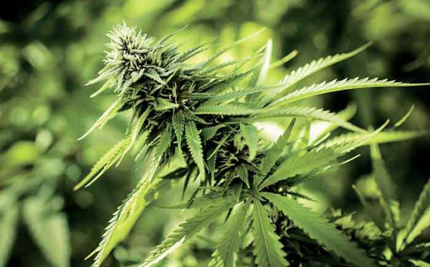 Conoce el origen de la planta Cannabis