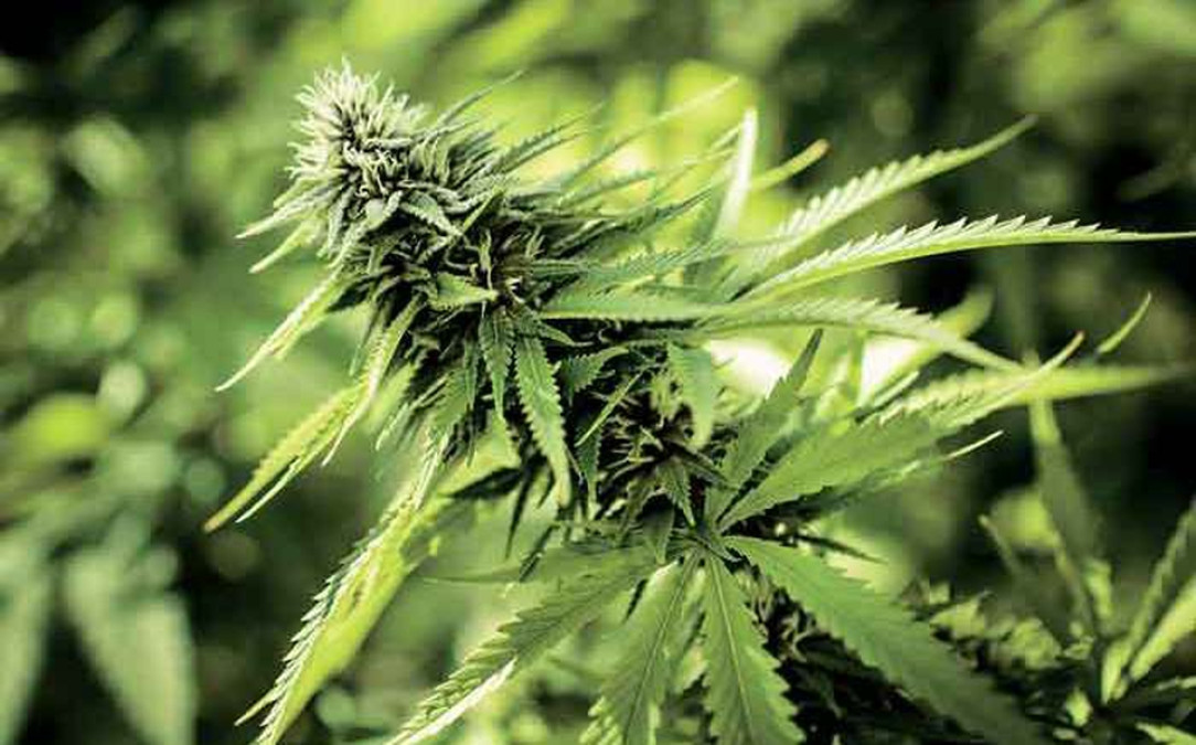 Conoce el origen de la planta Cannabis