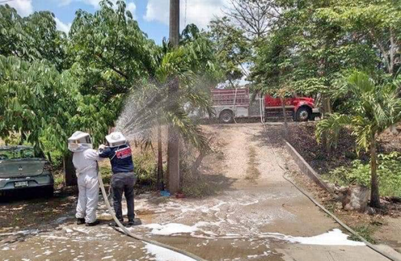 Ataque de abejas africanas durante Viacrucis deja 27 personas lesionadas