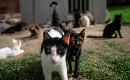 En Argentina, hombre mata a gatos con un rifle