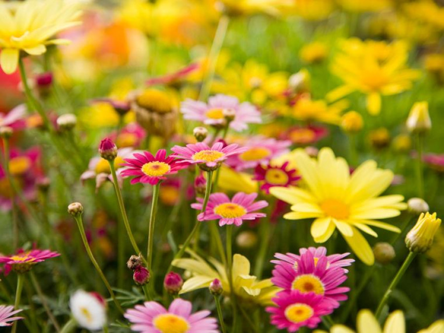 ¿Cuándo inicia realmente la primavera?