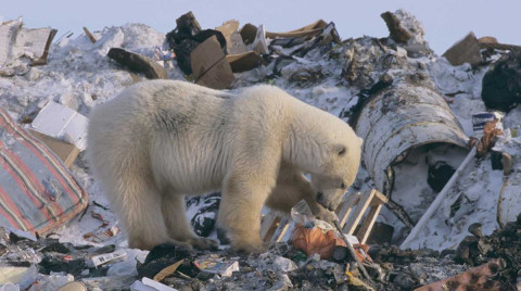 Osos polares llegan a Rusia en busca de comida