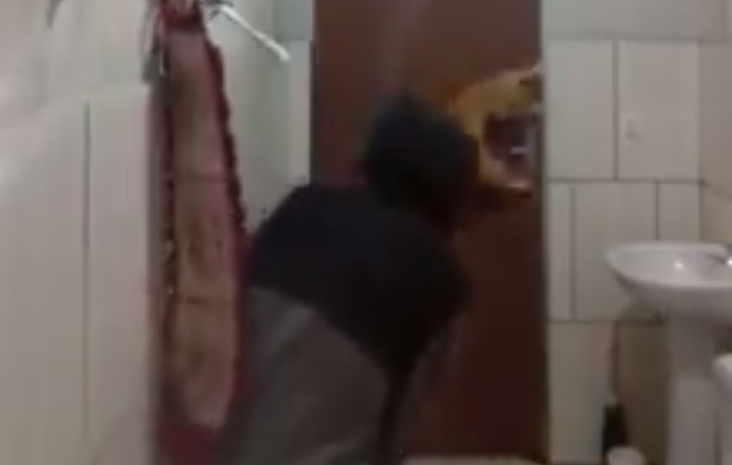 Viralizan video de joven y gato pescando rata