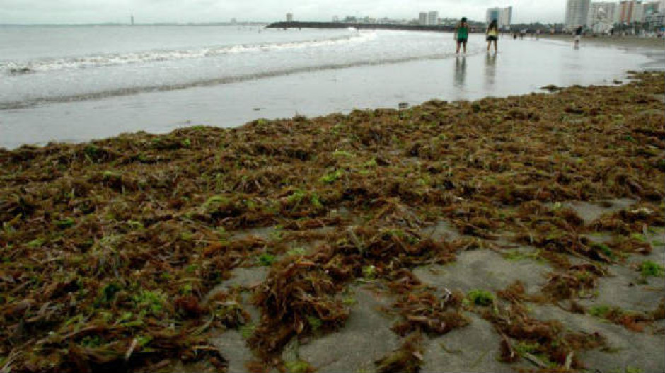 Sargazo llega a playas de Veracruz