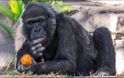 Muere en San Diego uno de los gorilas más viejos del mundo