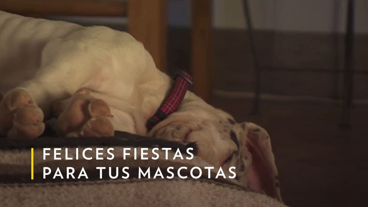 Nat Geo emitirá música e imágenes para mascotas este 24 y 31de diciembre