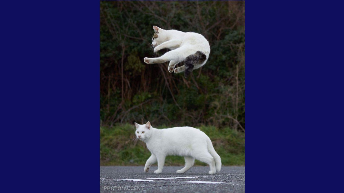 Estos gatos no son ninjas, pero lo parecen