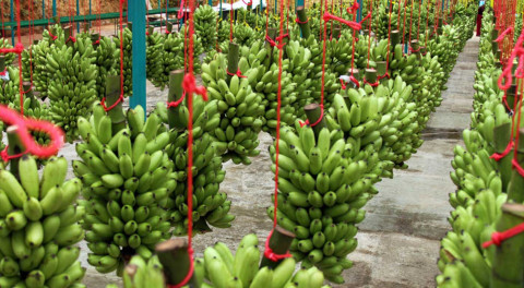 México exportará plátano a China