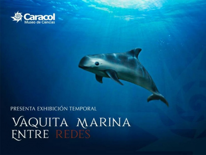 Buscan concientización sobre la “Vaquita Marina”