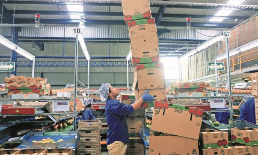 ¡Adiós al arancel al jitomate! Productores mexicanos firman acuerdo con EU 