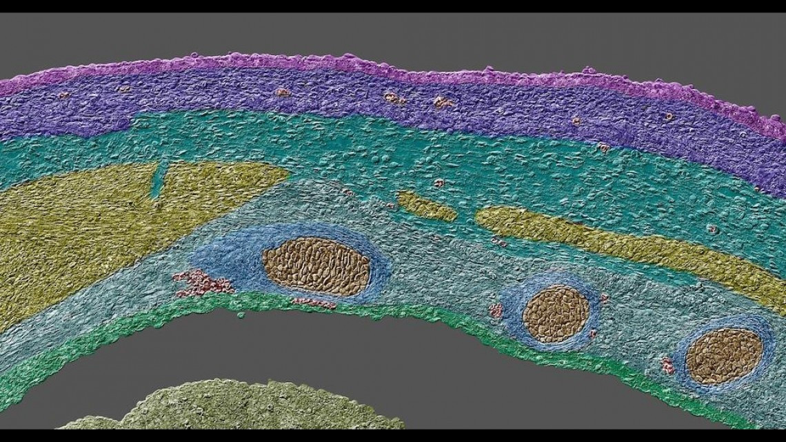 Estas microscópicas imágenes te sorprenderán