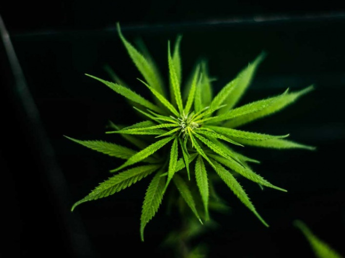 Amparos para uso recreativo de mariguana comenzarán a otorgarse este lunes