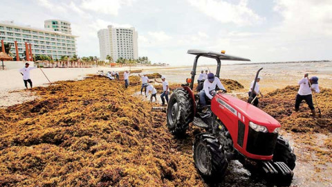 Pérdidas del 60% por sargazo en Quintana Roo