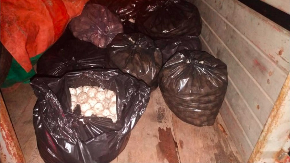 Aseguran 24 mil huevos de tortuga en Oaxaca
