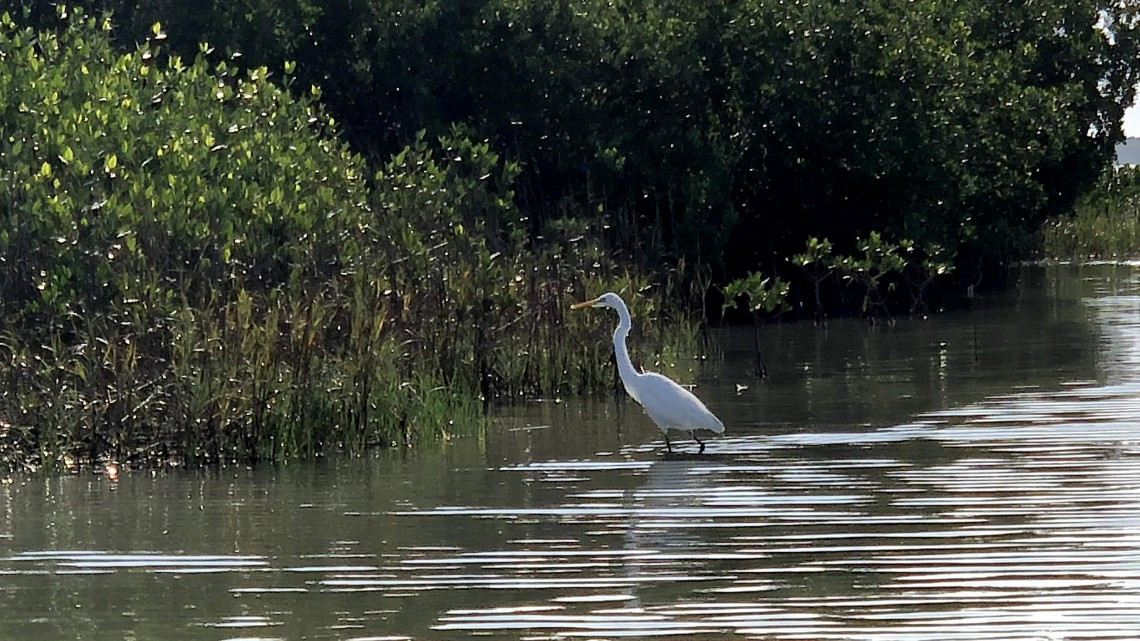 Sistemas de manglar actúan como barrera natural contra huracanes